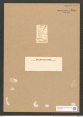 Synedra romana Rabenh. (de-Toni-Nr.: Genus 66, Species 2618) Zeichnungen Sammlung Grunow Nr. 5351 (NHMW-BOT-W0373760)